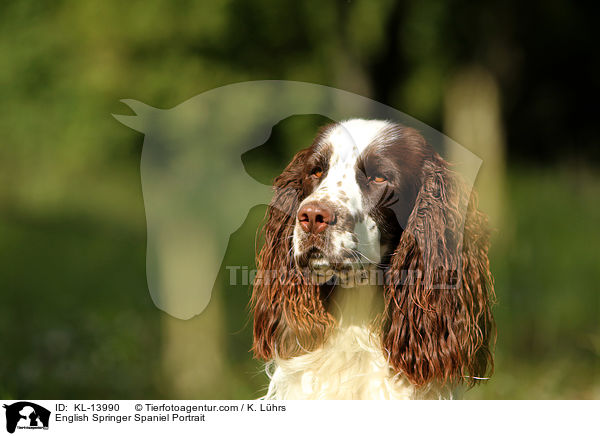 English Springer Spaniel Portrait / English Springer Spaniel Portrait / KL-13990