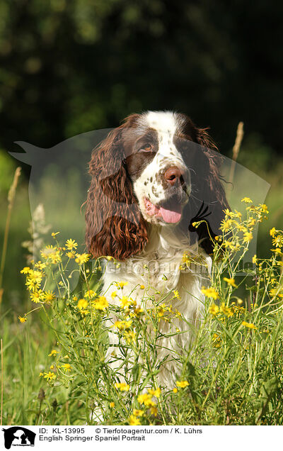 English Springer Spaniel Portrait / English Springer Spaniel Portrait / KL-13995