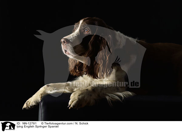 liegender English Springer Spaniel / lying English Springer Spaniel / NN-12781