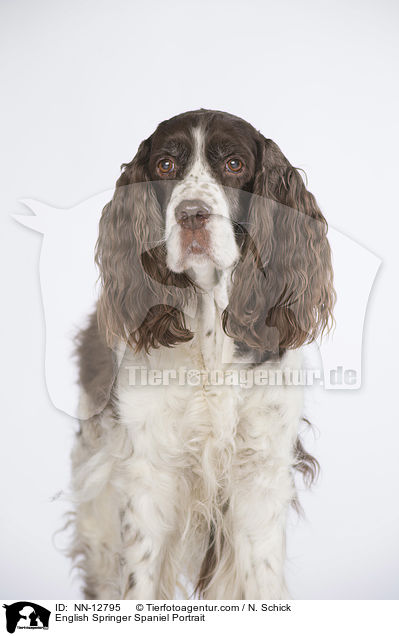 English Springer Spaniel Portrait / English Springer Spaniel Portrait / NN-12795