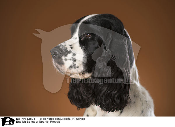 English Springer Spaniel Portrait / English Springer Spaniel Portrait / NN-12804