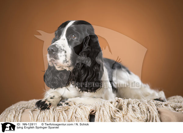 liegender English Springer Spaniel / lying English Springer Spaniel / NN-12811