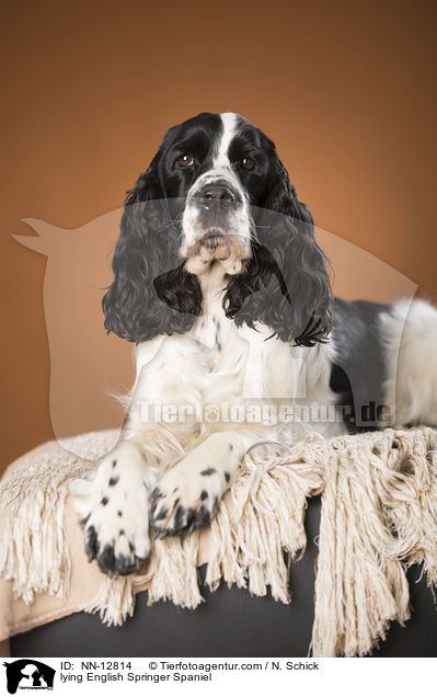 liegender English Springer Spaniel / lying English Springer Spaniel / NN-12814