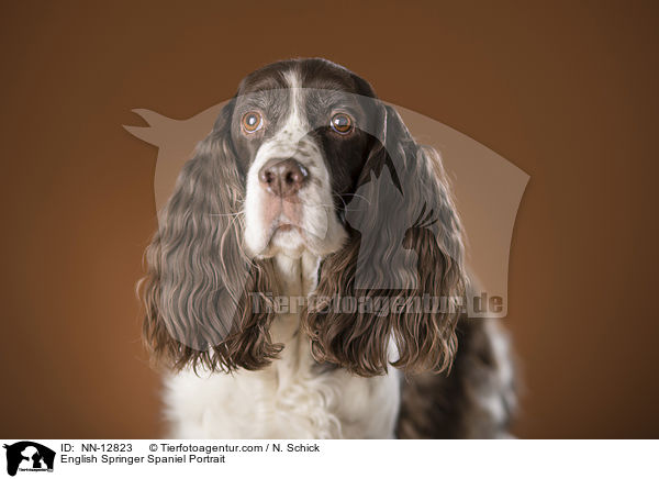 English Springer Spaniel Portrait / English Springer Spaniel Portrait / NN-12823