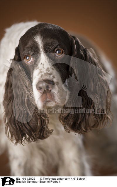 English Springer Spaniel Portrait / English Springer Spaniel Portrait / NN-12825