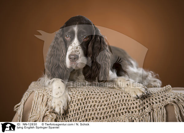 liegender English Springer Spaniel / lying English Springer Spaniel / NN-12830