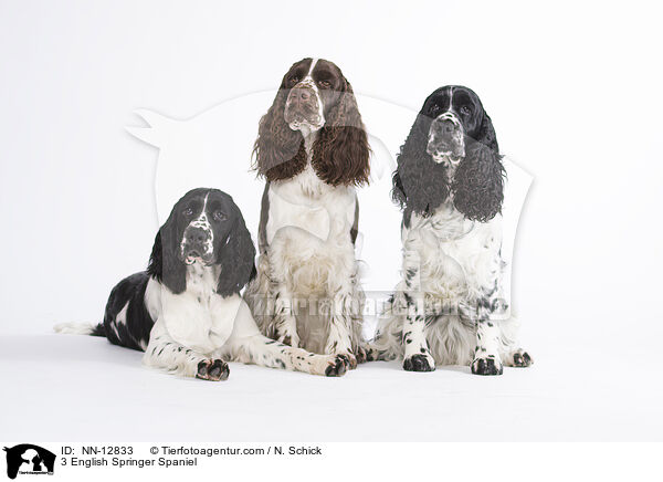 3 English Springer Spaniel / 3 English Springer Spaniel / NN-12833