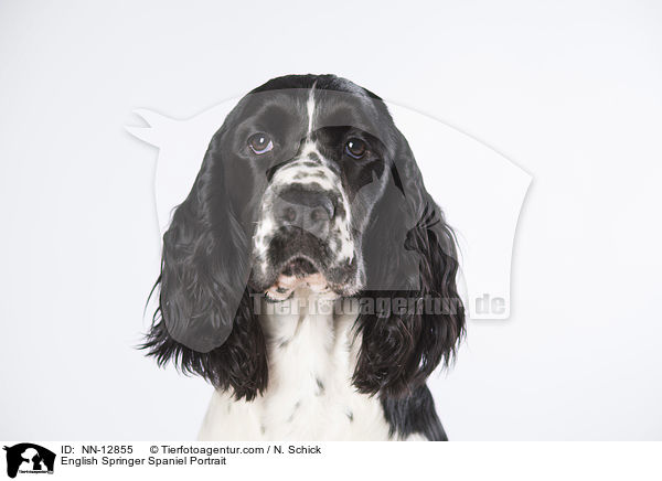 English Springer Spaniel Portrait / English Springer Spaniel Portrait / NN-12855