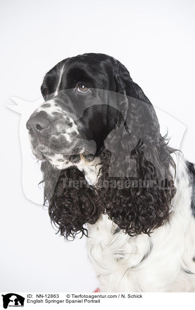 English Springer Spaniel Portrait / English Springer Spaniel Portrait / NN-12863