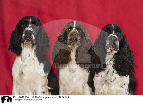 3 English Springer Spaniel / 3 English Springer Spaniel / NN-12864