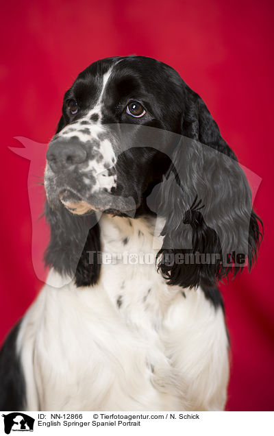 English Springer Spaniel Portrait / English Springer Spaniel Portrait / NN-12866