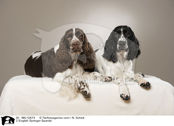 2 English Springer Spaniel / 2 English Springer Spaniel / NN-12874