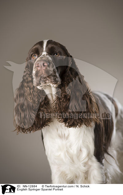 English Springer Spaniel Portrait / English Springer Spaniel Portrait / NN-12884