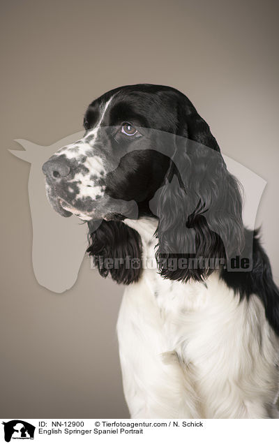 English Springer Spaniel Portrait / English Springer Spaniel Portrait / NN-12900