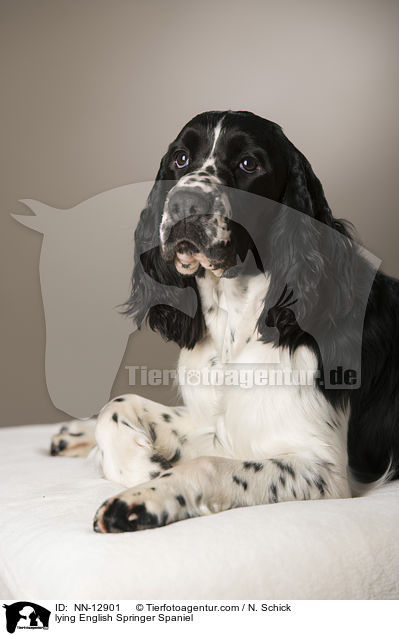 liegender English Springer Spaniel / lying English Springer Spaniel / NN-12901