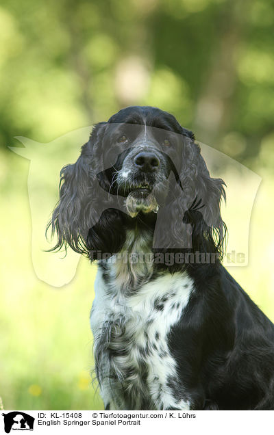 English Springer Spaniel Portrait / English Springer Spaniel Portrait / KL-15408