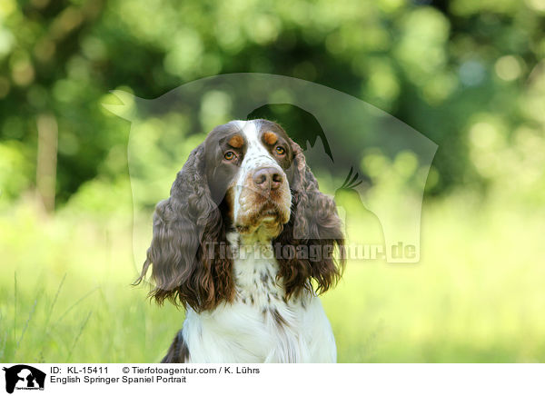 English Springer Spaniel Portrait / English Springer Spaniel Portrait / KL-15411