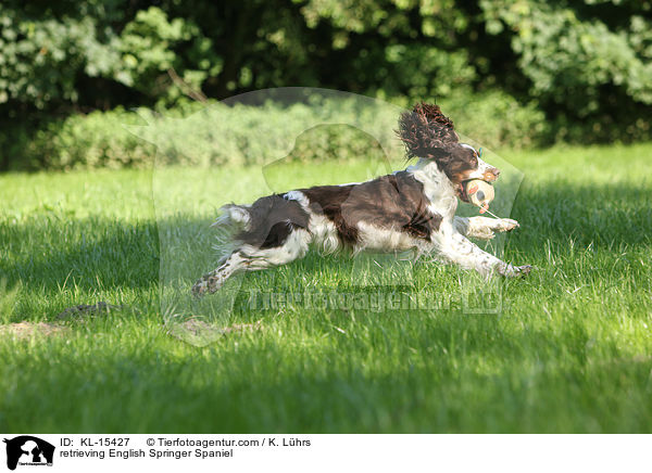 apportierender English Springer Spaniel / retrieving English Springer Spaniel / KL-15427