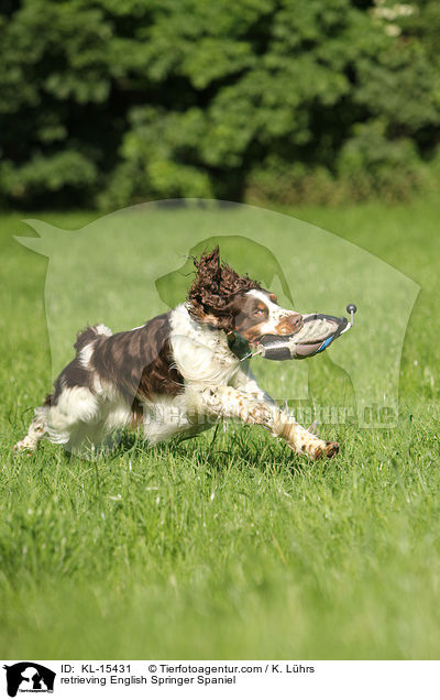 apportierender English Springer Spaniel / retrieving English Springer Spaniel / KL-15431