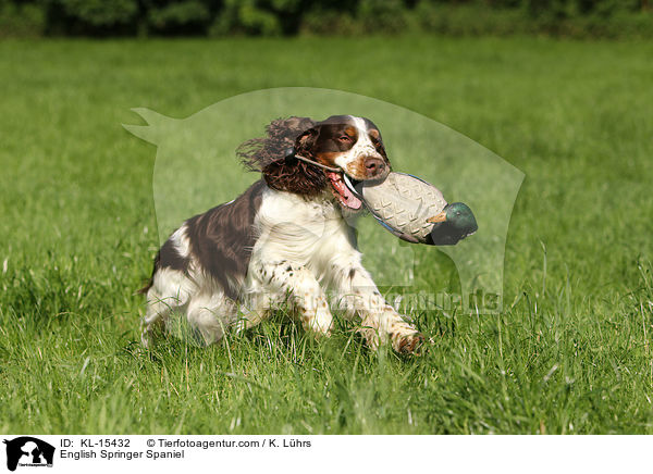 English Springer Spaniel / English Springer Spaniel / KL-15432