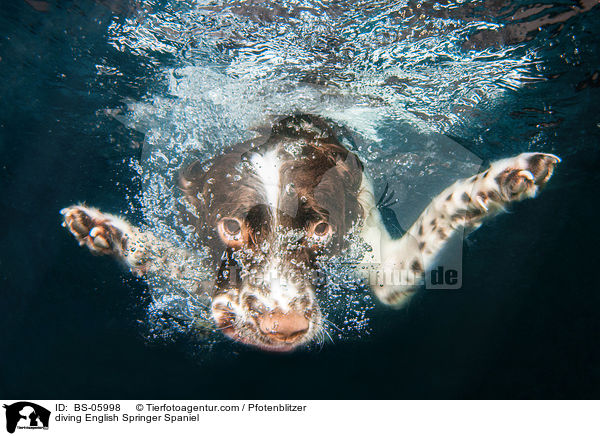 diving English Springer Spaniel / BS-05998