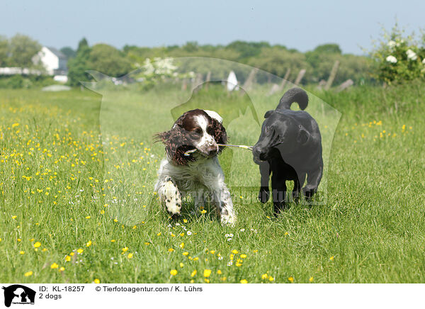 2 dogs / KL-18257