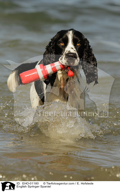 English Springer Spaniel / English Springer Spaniel / EHO-01180