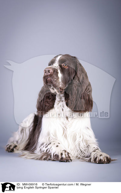 liegender English Springer Spaniel / lying English Springer Spaniel / MW-08916