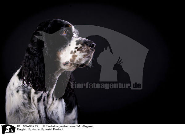 English Springer Spaniel Portrait / English Springer Spaniel Portrait / MW-08979