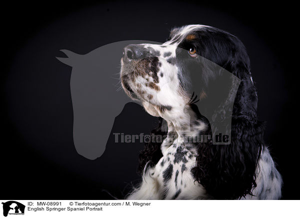 English Springer Spaniel Portrait / English Springer Spaniel Portrait / MW-08991