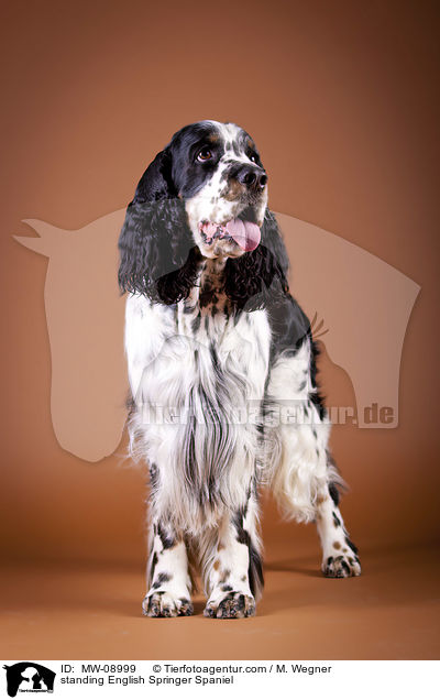 stehender English Springer Spaniel / standing English Springer Spaniel / MW-08999