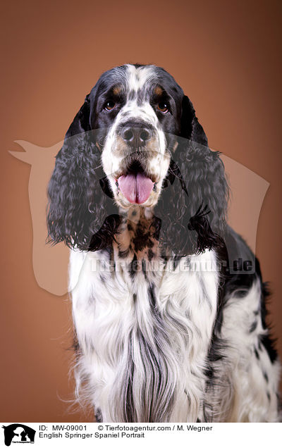 English Springer Spaniel Portrait / English Springer Spaniel Portrait / MW-09001