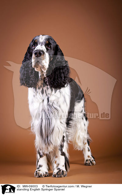 stehender English Springer Spaniel / standing English Springer Spaniel / MW-09003