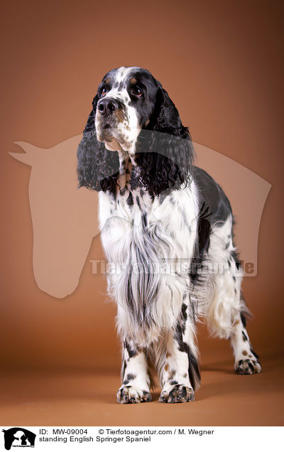 stehender English Springer Spaniel / standing English Springer Spaniel / MW-09004