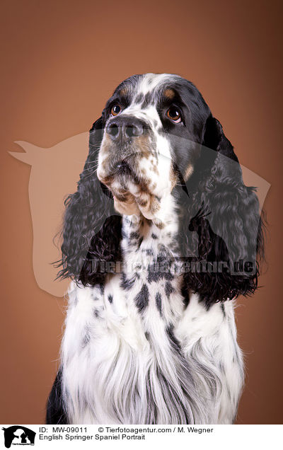 English Springer Spaniel Portrait / English Springer Spaniel Portrait / MW-09011