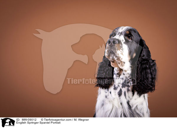 English Springer Spaniel Portrait / English Springer Spaniel Portrait / MW-09012