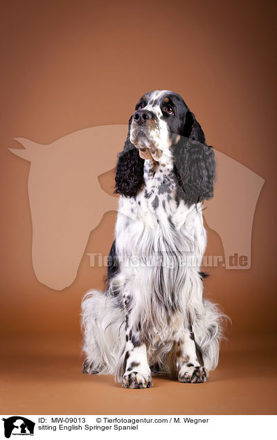 sitzender English Springer Spaniel / sitting English Springer Spaniel / MW-09013