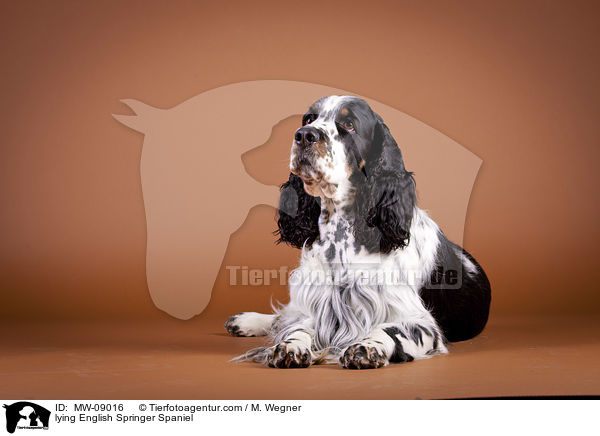 liegender English Springer Spaniel / lying English Springer Spaniel / MW-09016