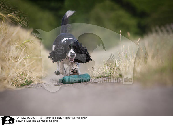 spielender English Springer Spaniel / playing English Springer Spaniel / MW-09083