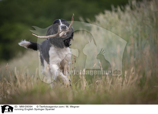 rennender English Springer Spaniel / running English Springer Spaniel / MW-09094