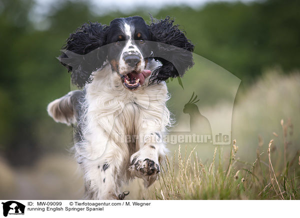 rennender English Springer Spaniel / running English Springer Spaniel / MW-09099