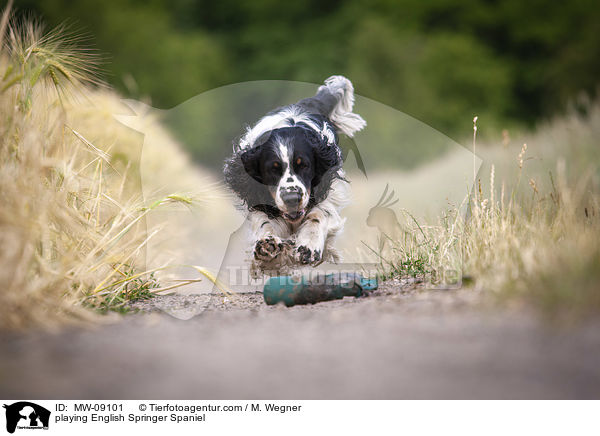 spielender English Springer Spaniel / playing English Springer Spaniel / MW-09101