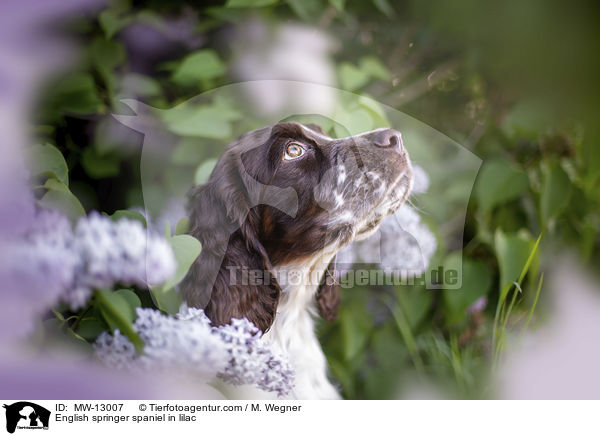 English Springer Spaniel im Flieder / English springer spaniel in lilac / MW-13007