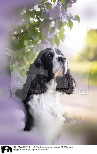 English Springer Spaniel im Flieder / English springer spaniel in lilac / MW-13011