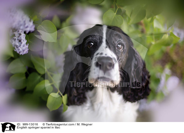 English Springer Spaniel im Flieder / English springer spaniel in lilac / MW-13016