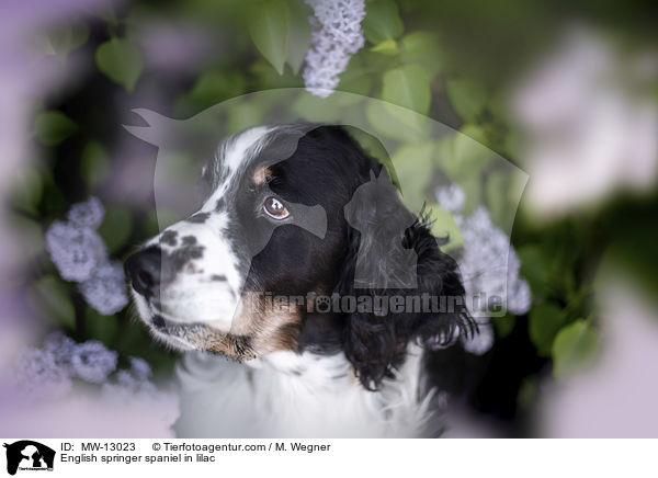 English Springer Spaniel im Flieder / English springer spaniel in lilac / MW-13023