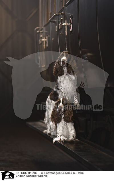 English Springer Spaniel / English Springer Spaniel / CRO-01096