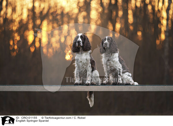 English Springer Spaniel / English Springer Spaniel / CRO-01155