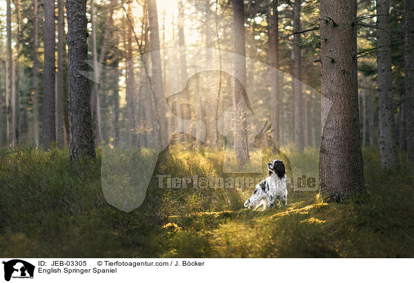 English Springer Spaniel / English Springer Spaniel / JEB-03305