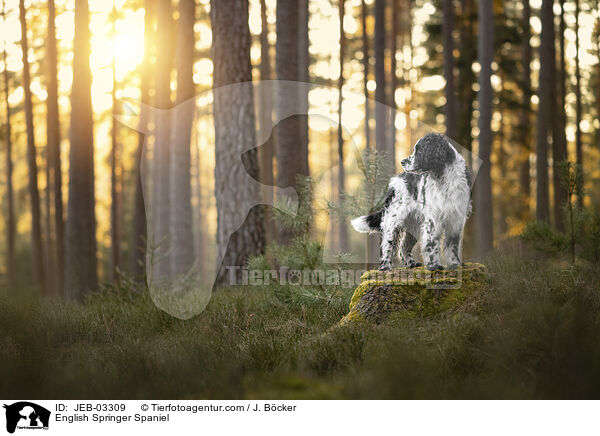 English Springer Spaniel / English Springer Spaniel / JEB-03309